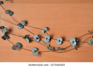 String of hearts house plant (Ceropegia woodii) trailing vines isolated against a brown wood background. Landscape orientation.