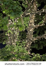String lights around tree trunk and branches