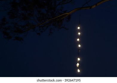 string of lights bulb light hanging from trees