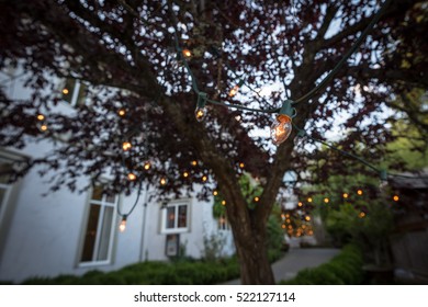 String of lights glowing and hanging off a tree outside in a garden