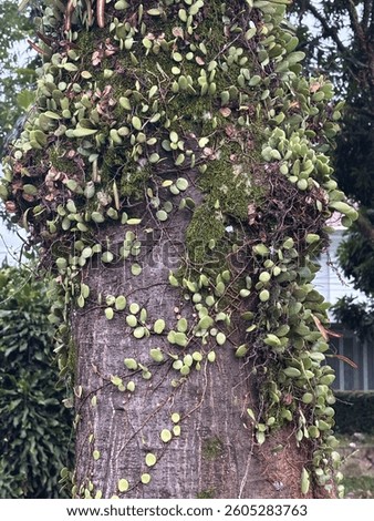String of Nickles on A Tree 