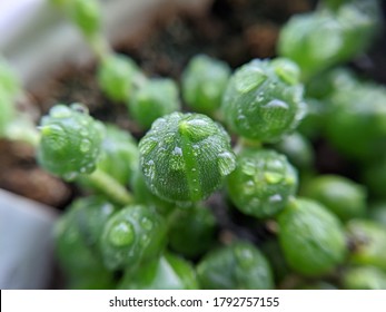 String Of Pearls Plant After Being Misted 