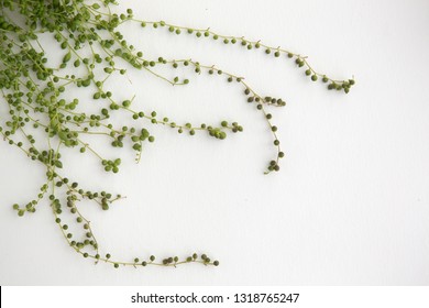 String Of Pearls Succulent On White Background