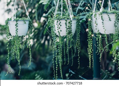 String Of Pearls Succulent Plant Hanging In A Greenhouse, Symbolizing Calm And Serenity