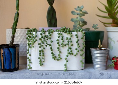 String of pearls succulents in a decorative pot closeup view - Powered by Shutterstock