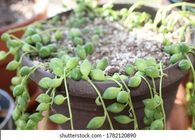 String Of Pearls Succulents Sitting In Terra-cotta Pots In The Sunroom Of A House. 