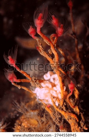 a string of sea slug eggs laid on the stems of Oaten Pipe Hydroids