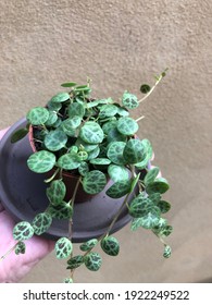 String Of Turtle , Peperomia Prostrata Plant