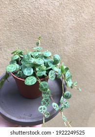 String Of Turtle , Peperomia Prostrata Plant