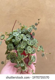 String Of Turtle Plant Peperomia Prostrata