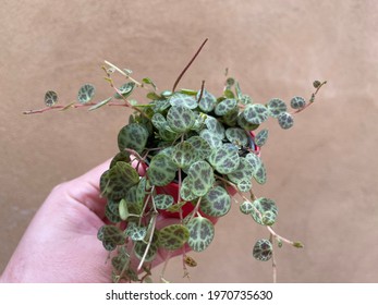 String Of Turtle Plant Peperomia Prostrata