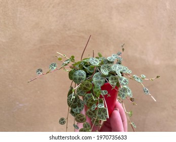 String Of Turtle Plant Peperomia Prostrata