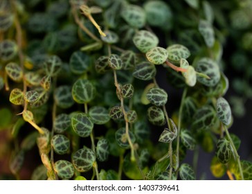 String Of Turtles Plant - Peperomia Prostrata