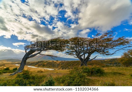 Stringed from the constant wind trees near Ushuaia. Argentine Patagonia in Autumn