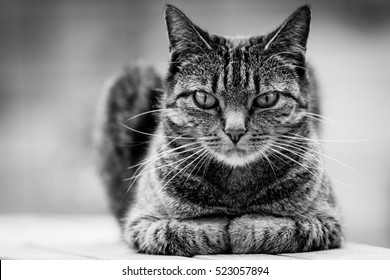 Chat Noir Et Blanc High Res Stock Images Shutterstock