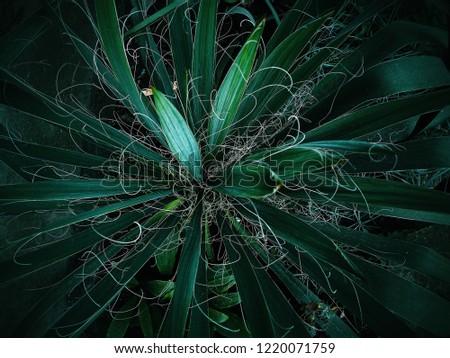 Similar – Image, Stock Photo Euphorbia leaves with water drops isolated