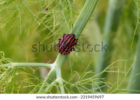 Strip bug climbs high on a dill stalk,