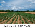Strip cropping using potatoes and barley. It is a type of farming with a cultivated field partitioned into long strips and alternated in a crop rotation system. It can be used to prevent soil erosion.
