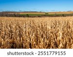 Strip cropping in Wisconsin farmland in November, horizontal