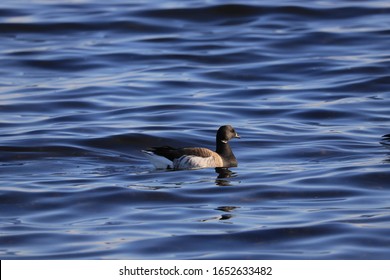 strip neck wild ducks swimming in ocean surface 