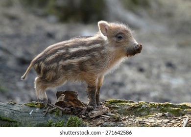 イノシシ 子供 の写真素材 画像 写真 Shutterstock