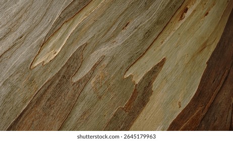 striped bark of eucalyptus tree - Powered by Shutterstock - Get 15% off with code: PIKWIZARD15