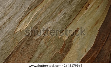 striped bark of eucalyptus tree