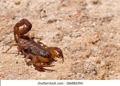 Striped Bark Scorpion