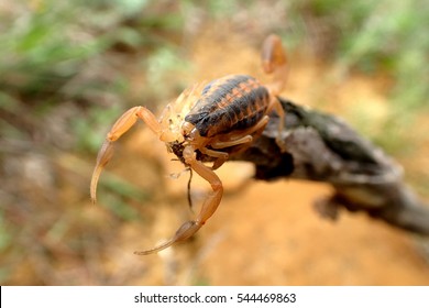 Striped Bark Scorpion