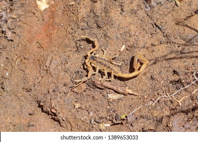 Striped Bark Scorpion Centruroides vittatus