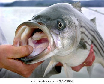 Striped bass caught by angler