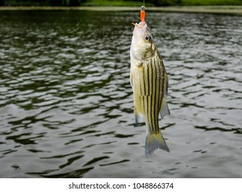 Striped bass, caught by fisherman.  Freshwater pan fish caught on the line. Fun and relaxation of sport fishing in freshwater lake.