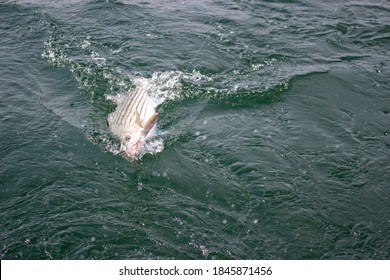 Striped Bass caught off the coast of Cape Cod.