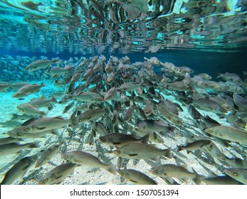 STRIPED BASS IN THE CRYSTAL CLEAR WATERS OF SILVER GLEN SPRING IN FLORIDA 