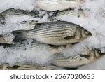 Striped Bass. Fresh Stripe Bass. Striped bass. Fish for sale. Fresh Fish. Seafood Market. Fisherman