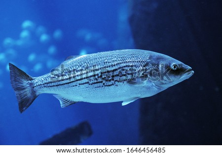 Striped Bass, morone saxatilis, Adult  
