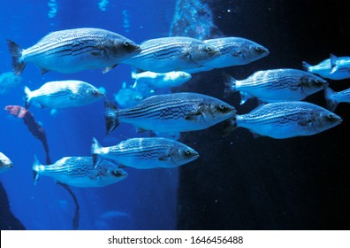 Striped Bass, morone saxatilis, Shoal of fishes  