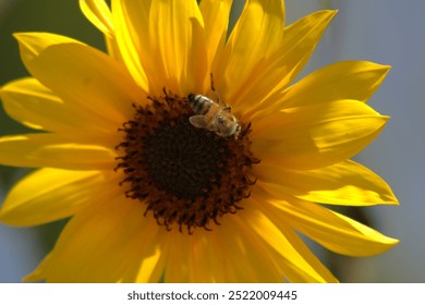 striped bee pollinating yellow sunflower - Powered by Shutterstock