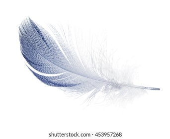 striped blue feather isolated on white background