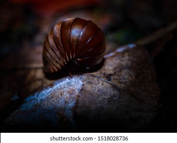 A Striped Brown And Black Hard Ball Like Arthropod, Pill Millipede, Curled Up On The Forest