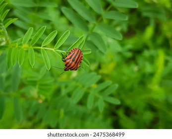 Striped bug (Graphosoma lineatum) on the green plant on a meadow. - Powered by Shutterstock