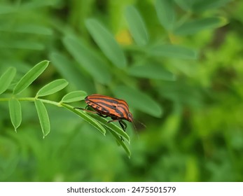 Striped bug (Graphosoma lineatum) on the green plant on a meadow. - Powered by Shutterstock