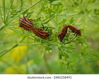 Striped bugs (Graphosoma lineatum) mating on a wild plant. Pest of plants in Umbelliferae (Apiaceae) family - Powered by Shutterstock