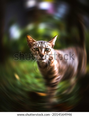 Similar – Image, Stock Photo Cat looks playfully into the camera