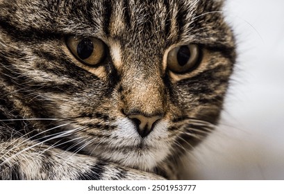 Striped cat close up portrait brown grey cute shelter animal - Powered by Shutterstock