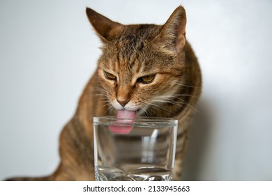 A Striped Cat Drinking Water From A Clear Glass Cup