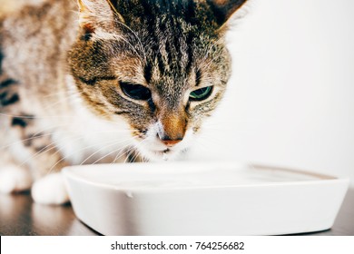 3,140 Cat drinking water bowl Images, Stock Photos & Vectors | Shutterstock