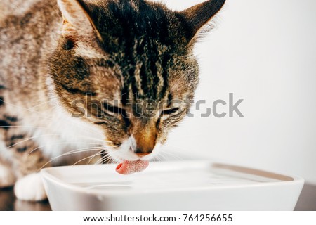 striped cat drinks water from plate, cat stuck out her tongue, sharpness in tongue