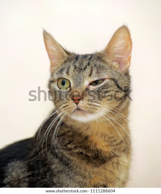 Striped Cat European Shorthair On Light Stock Photo Edit Now