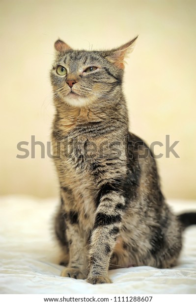 Striped Cat European Shorthair On Light Stock Photo Edit Now